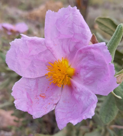 Pink Rock Rose